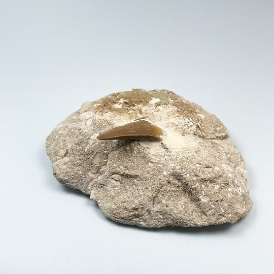 Fossilized Otodus/Lamna Shark Tooth Specimen in Matrix - Rocks and Gems Canada