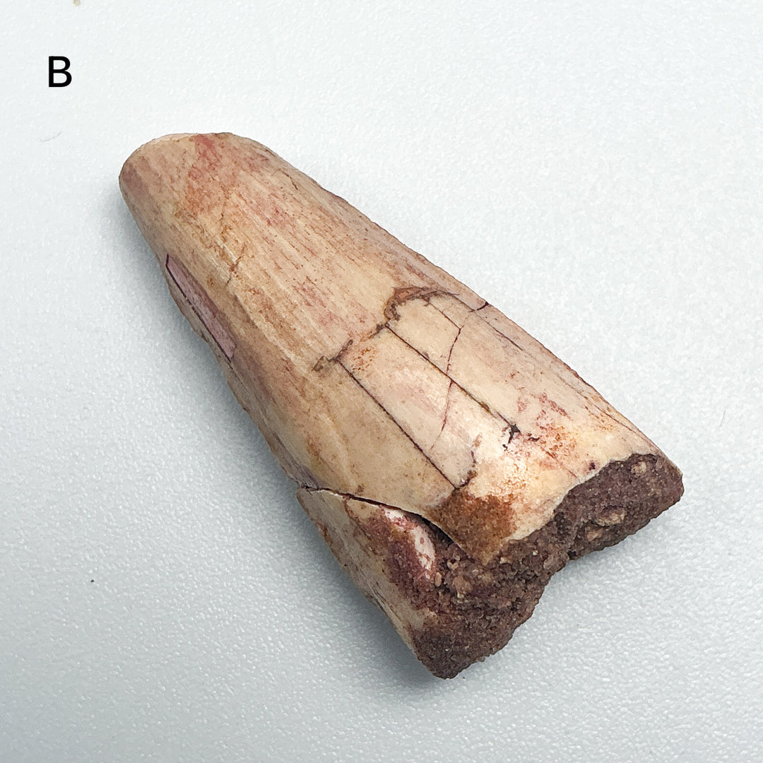 Fossilized Spinosaurus Tooth Specimen