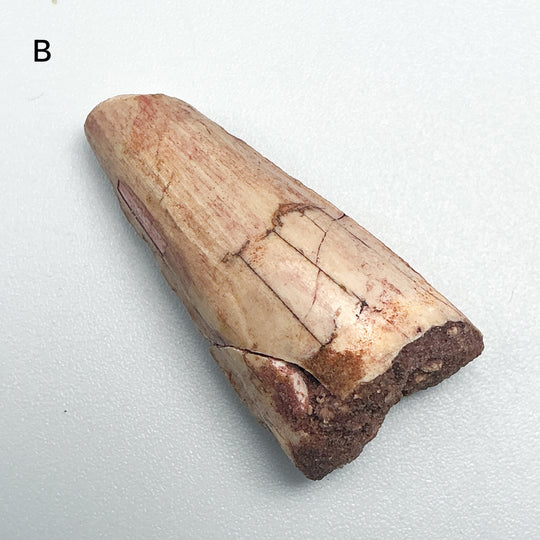 Fossilized Spinosaurus Tooth Specimen