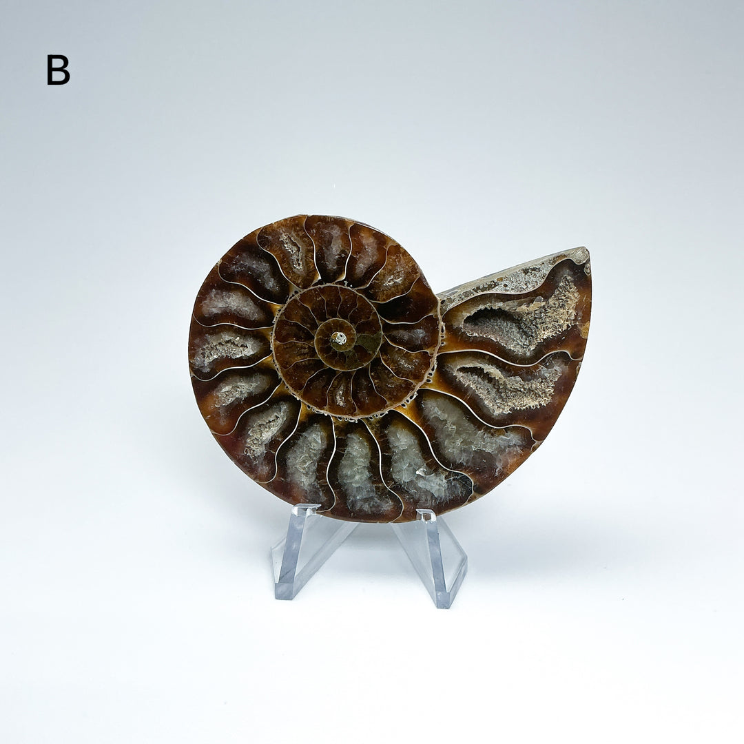 Chambered Ammonite