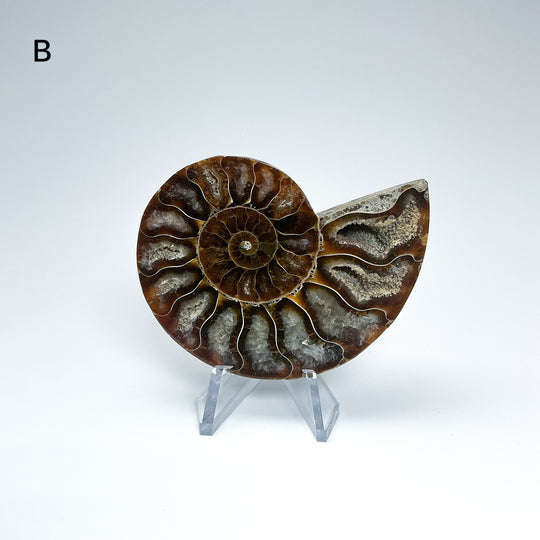 Chambered Ammonite