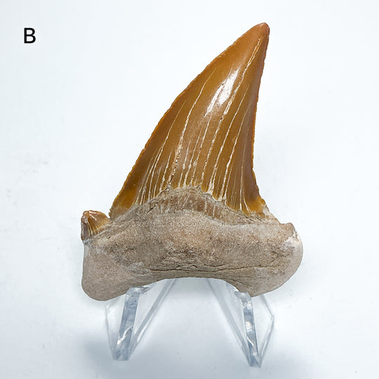 Fossilized Otodus/Lamna Shark Tooth Specimen