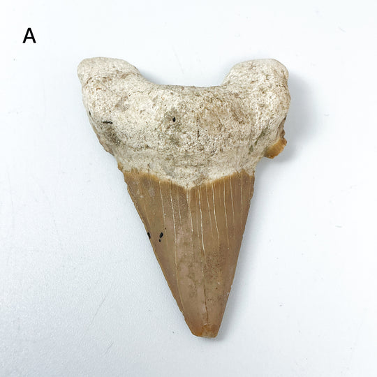 Fossilized Otodus/Lamna Shark Tooth Specimen