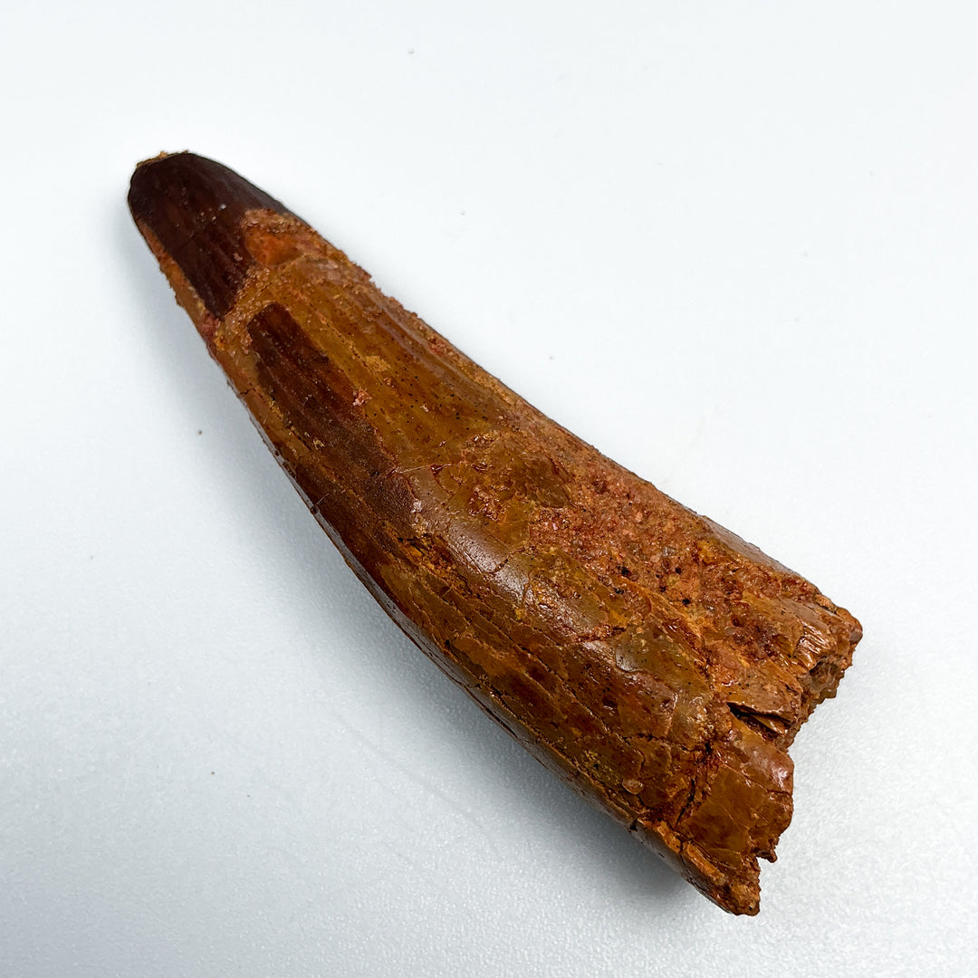 Fossilized Spinosaurus Tooth Specimen