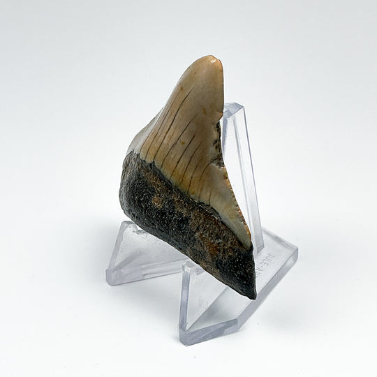 Fossilized Shark Tooth Specimen: Carcharodon Megalodon - Rocks and Gems Canada