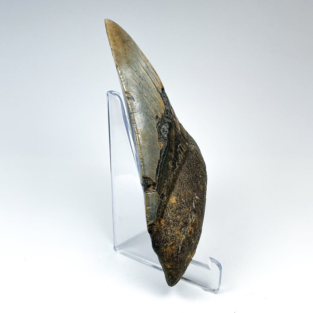 Fossilized Shark Tooth Specimen: Carcharodon Megalodon - Rocks and Gems Canada