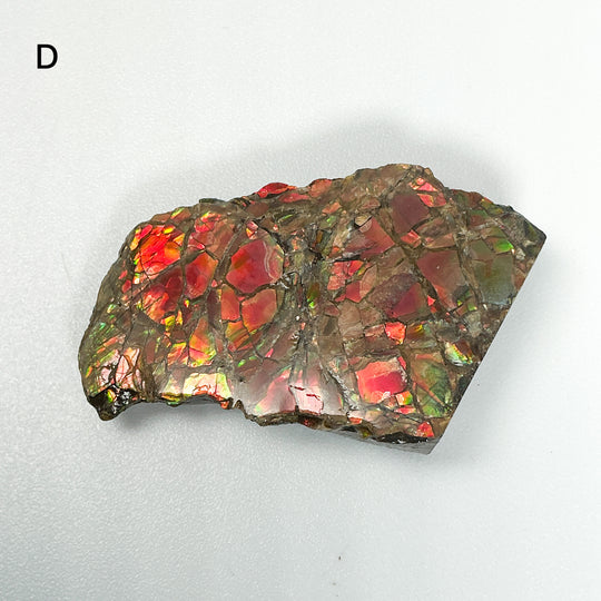 Ammolite Specimen