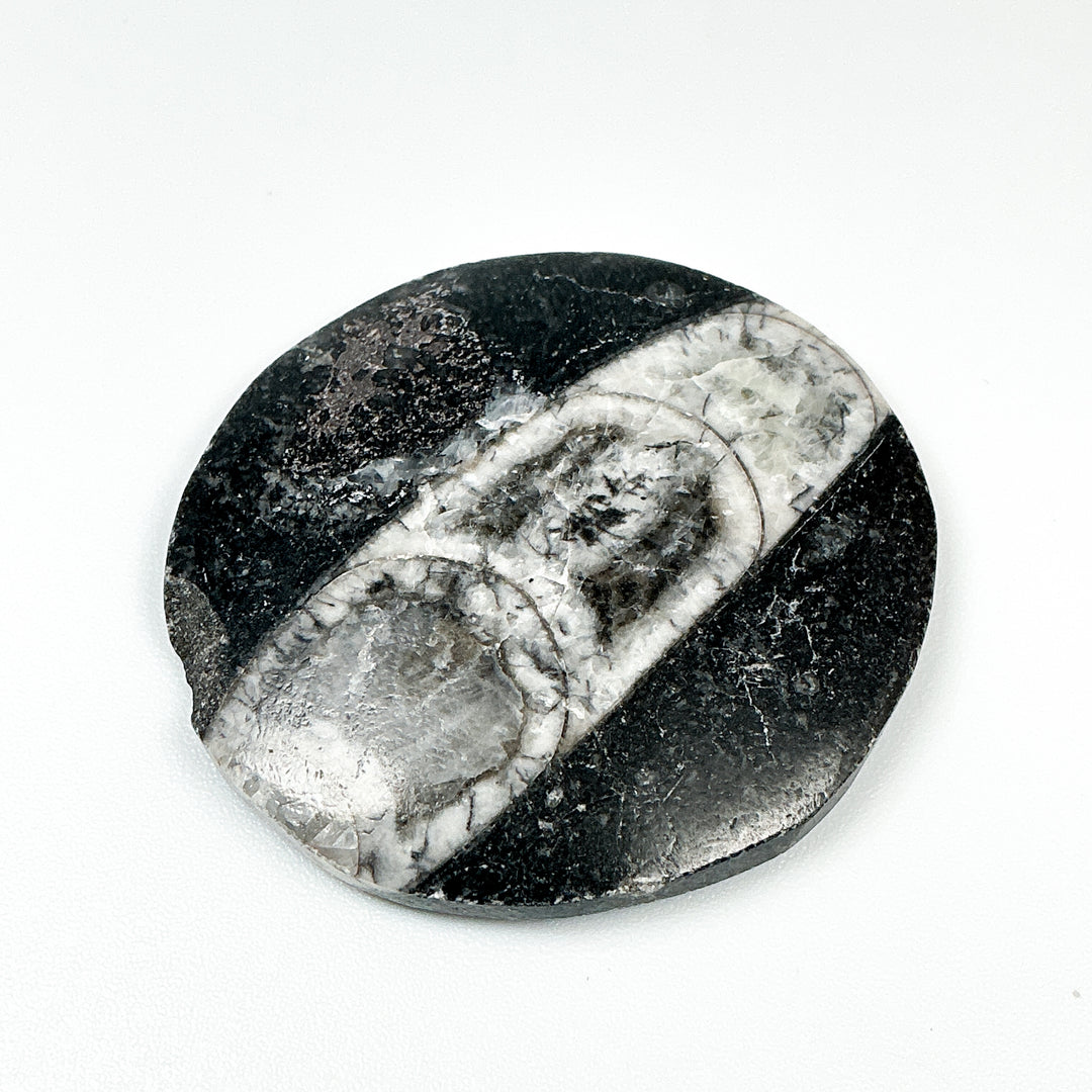 Round Polished Orthoceras Fossil