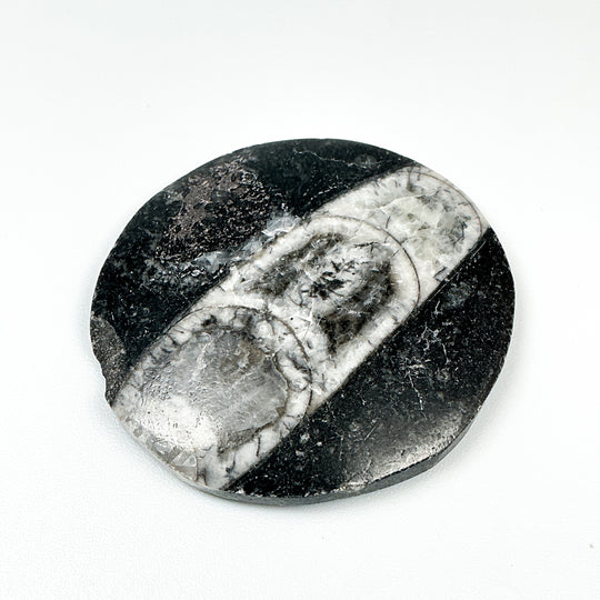 Round Polished Orthoceras Fossil