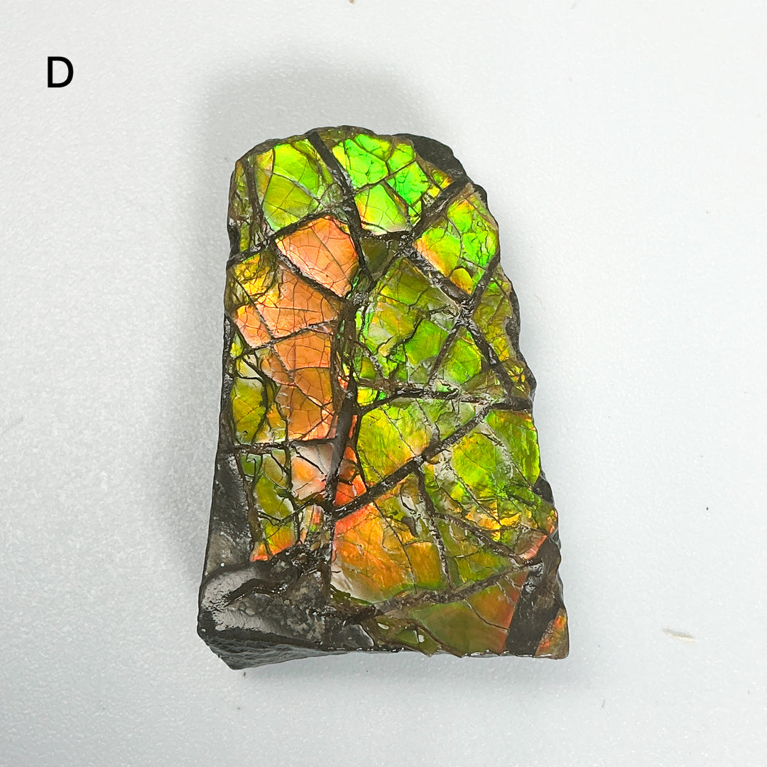 Ammolite Specimen