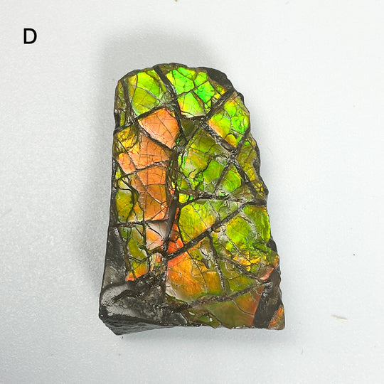 Ammolite Specimen