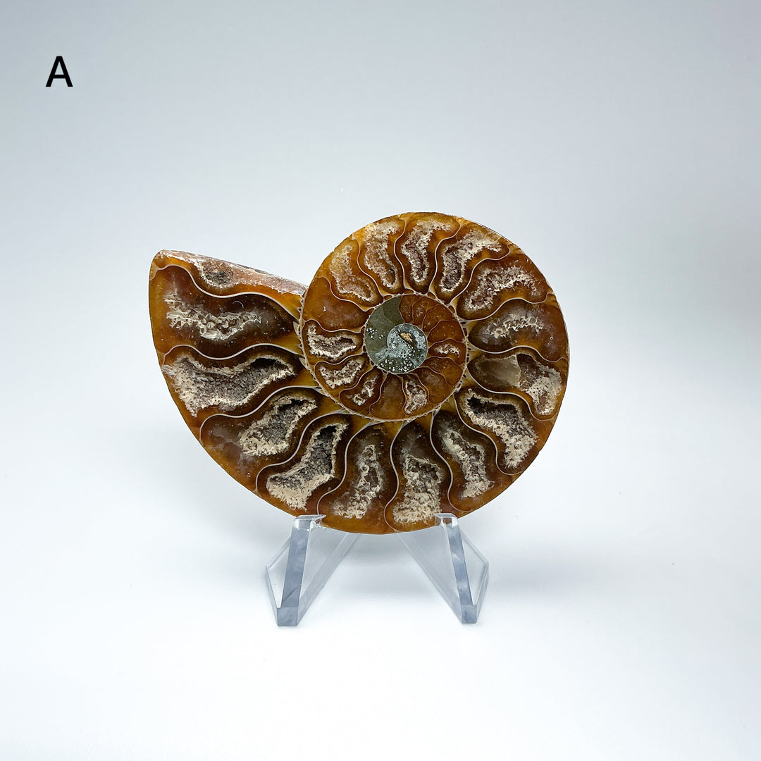 Chambered Ammonite