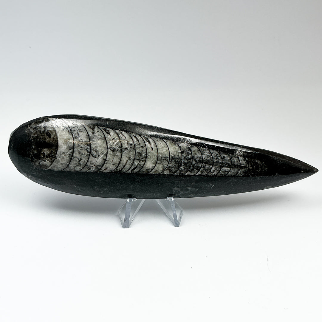 Polished Orthoceras Fossil
