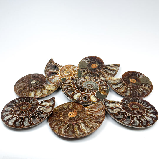 Chambered Ammonite - Rocks and Gems Canada