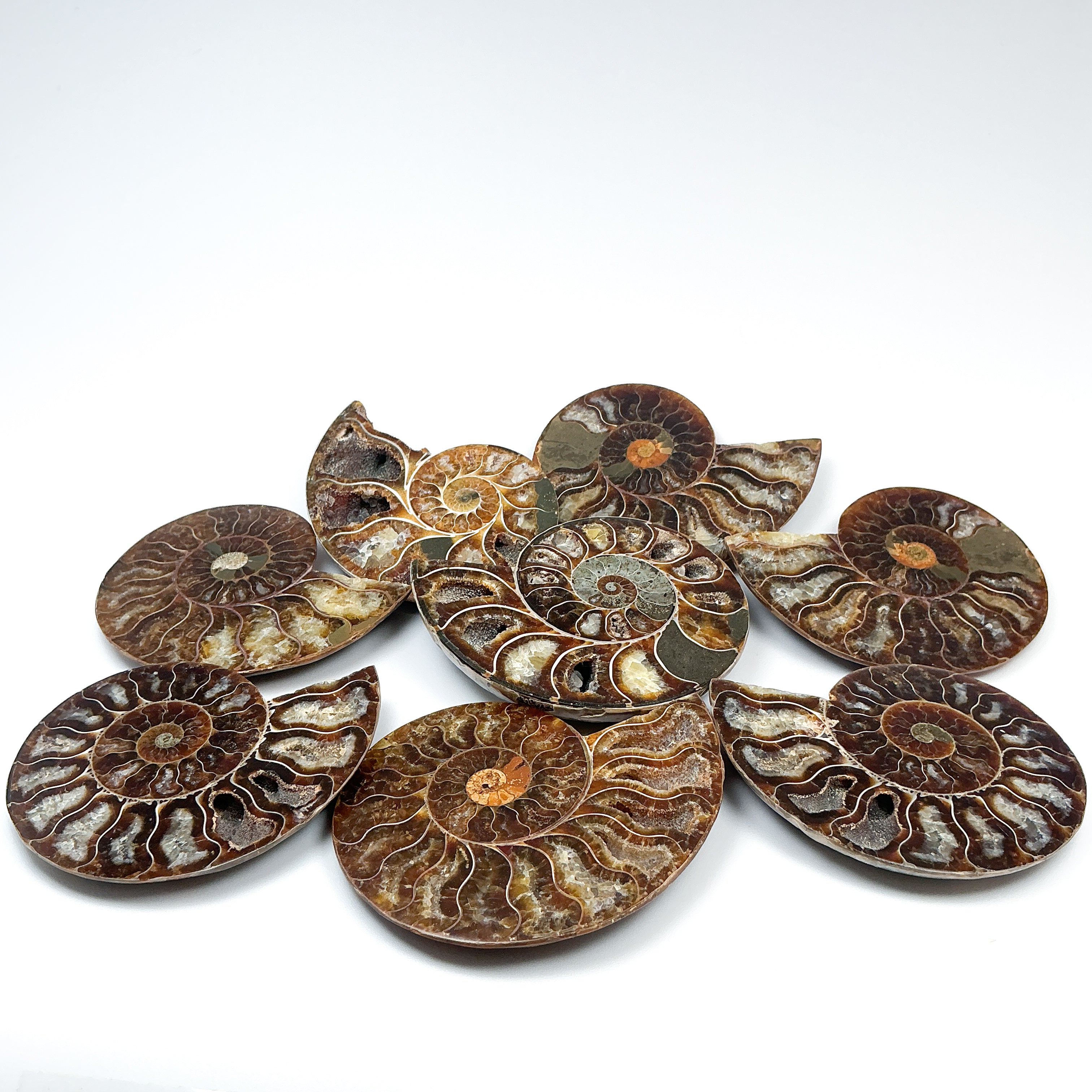Chambered Ammonite - Rocks and Gems Canada