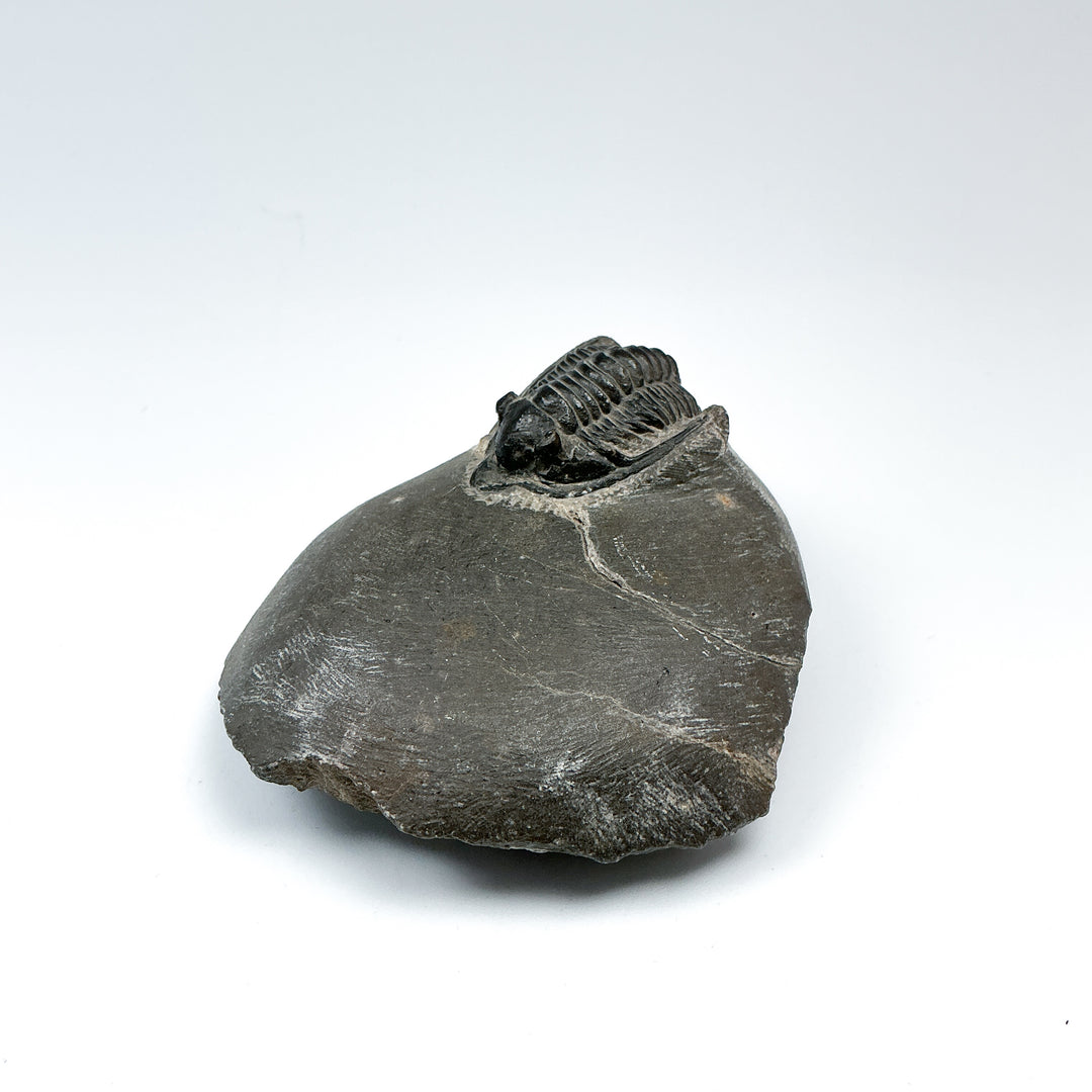 Trilobite Cornuproetus Fossil - Rocks and Gems Canada