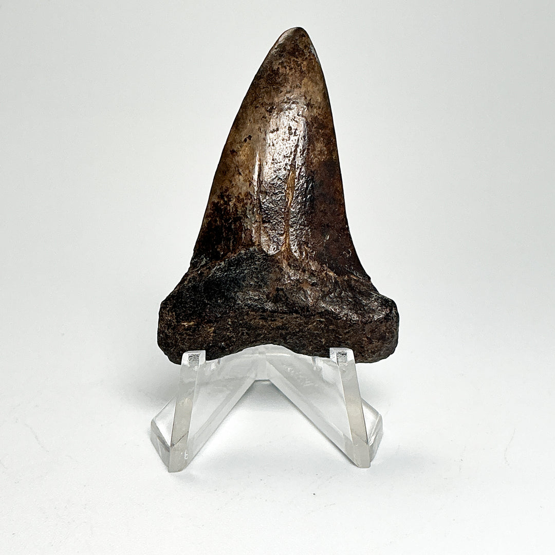 Fossilized Shark Tooth Specimen: Extinct Great White Shark