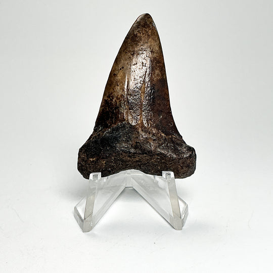 Fossilized Shark Tooth Specimen: Extinct Great White Shark