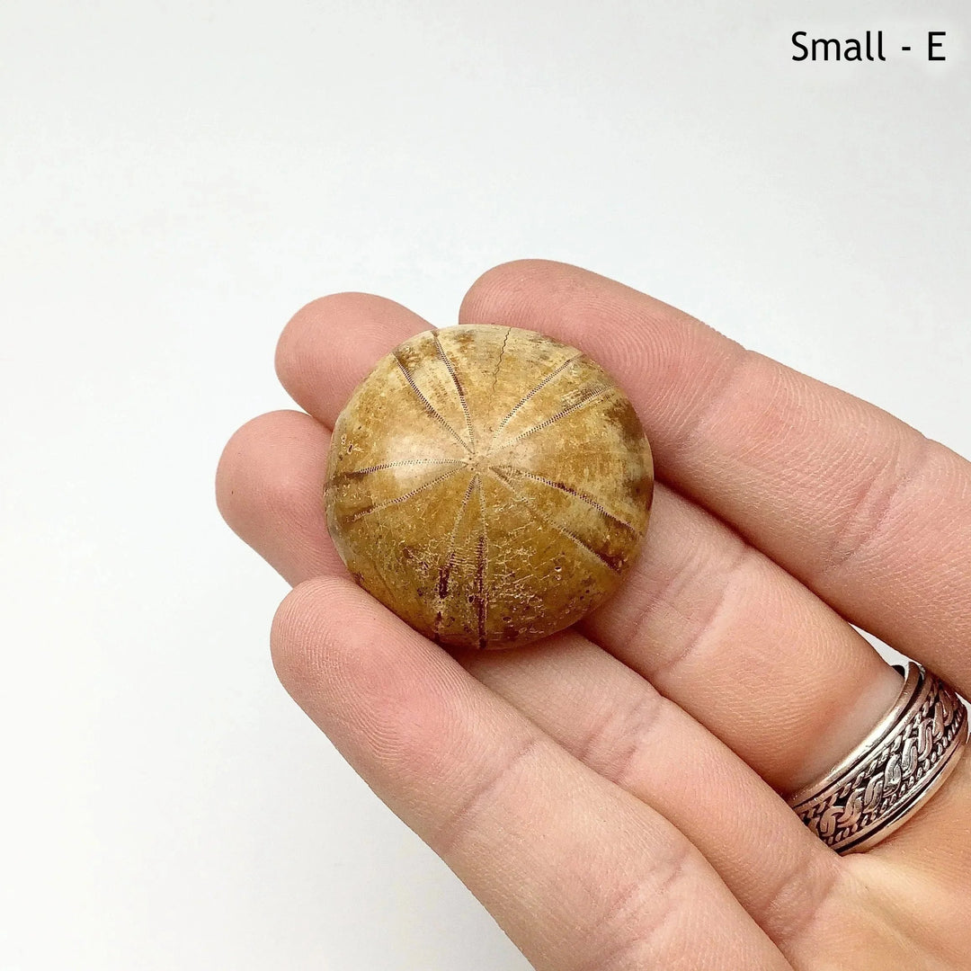 Sea Urchin Fossil - Rocks and Gems Canada