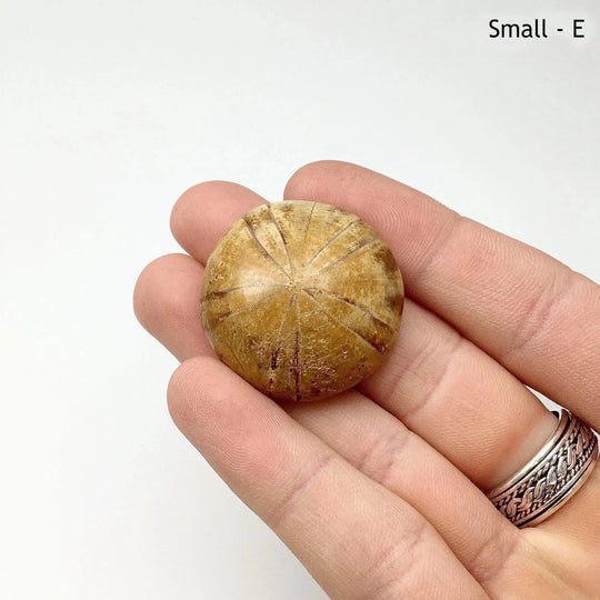 Sea Urchin Fossil - Rocks and Gems Canada