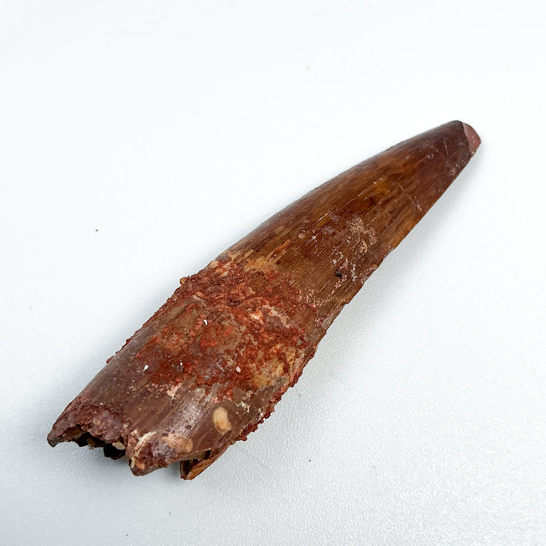 Fossilized Spinosaurus Tooth Specimen