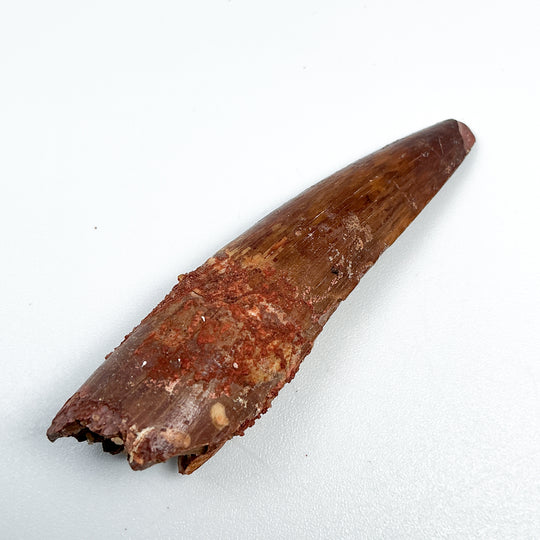Fossilized Spinosaurus Tooth Specimen