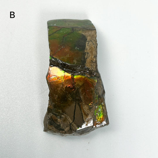 Ammolite Specimen