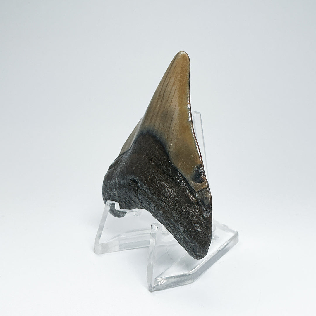 Fossilized Shark Tooth Specimen: Carcharodon Megalodon