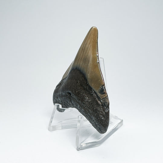 Fossilized Shark Tooth Specimen: Carcharodon Megalodon
