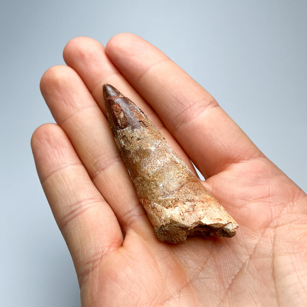 Fossilized Spinosaurus Tooth Specimen