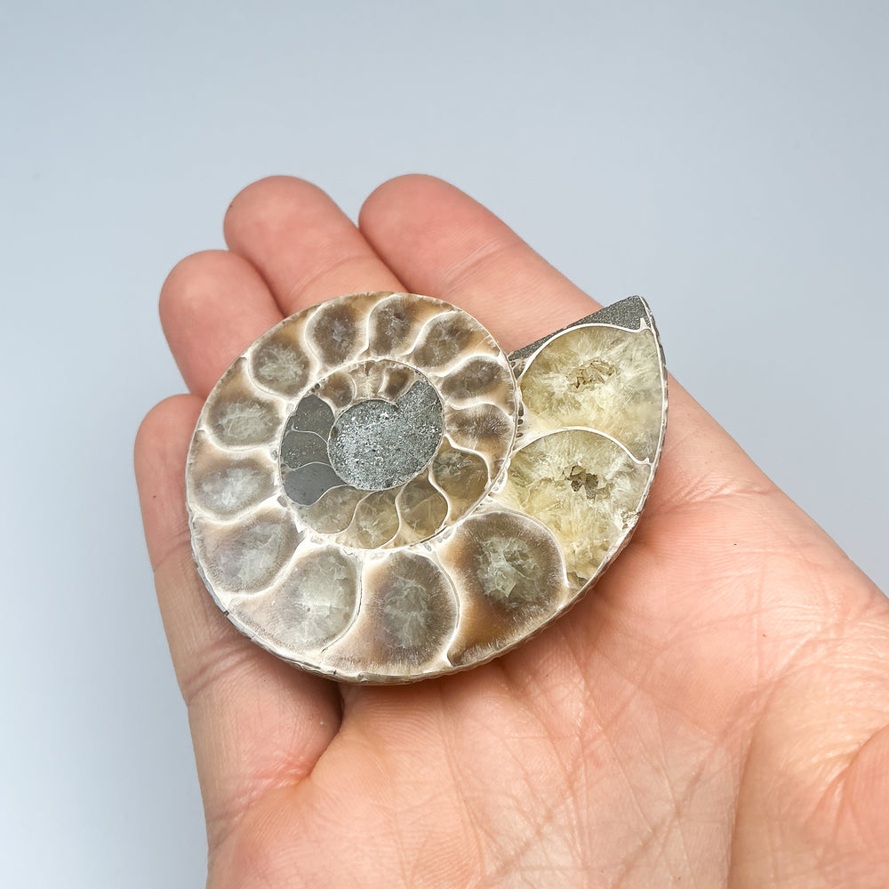 Chambered Ammonite