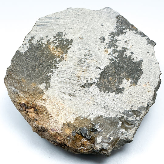Trilobite Otarion Fossil - Rocks and Gems Canada
