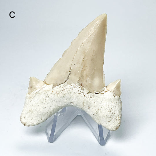 Fossilized Otodus/Lamna Shark Tooth Specimen