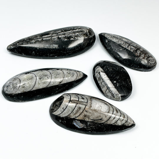 Polished Orthoceras Fossil