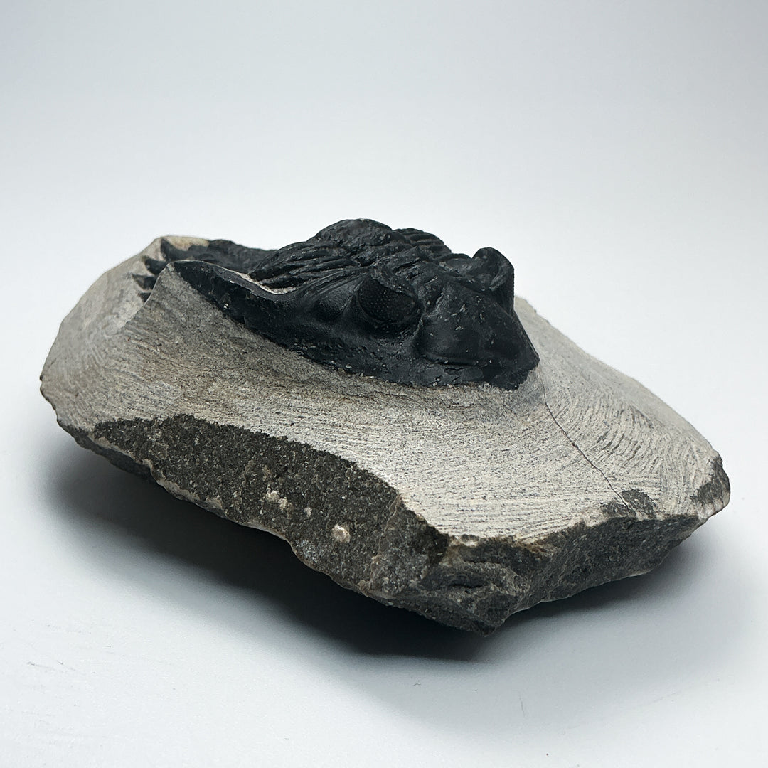 Trilobite Hollardops Fossil