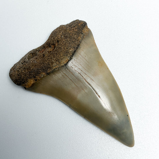 Fossilized Shark Tooth Specimen: Extinct Great White Shark