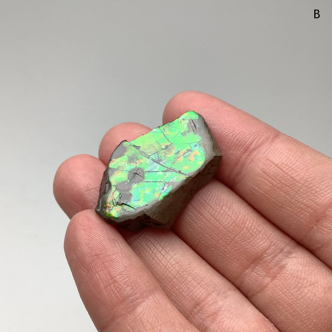 Ammolite Specimen - Rocks and Gems Canada