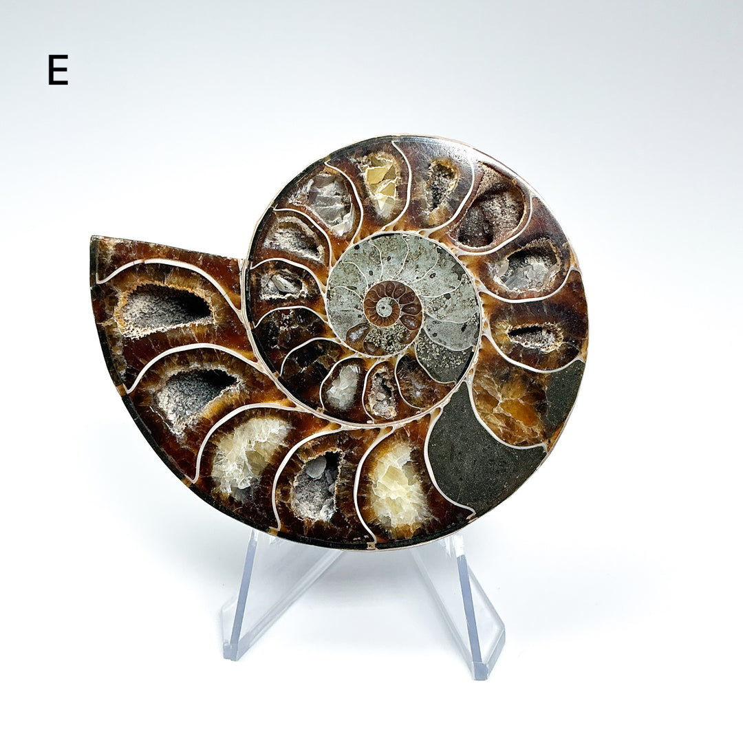 Chambered Ammonite - Rocks and Gems Canada