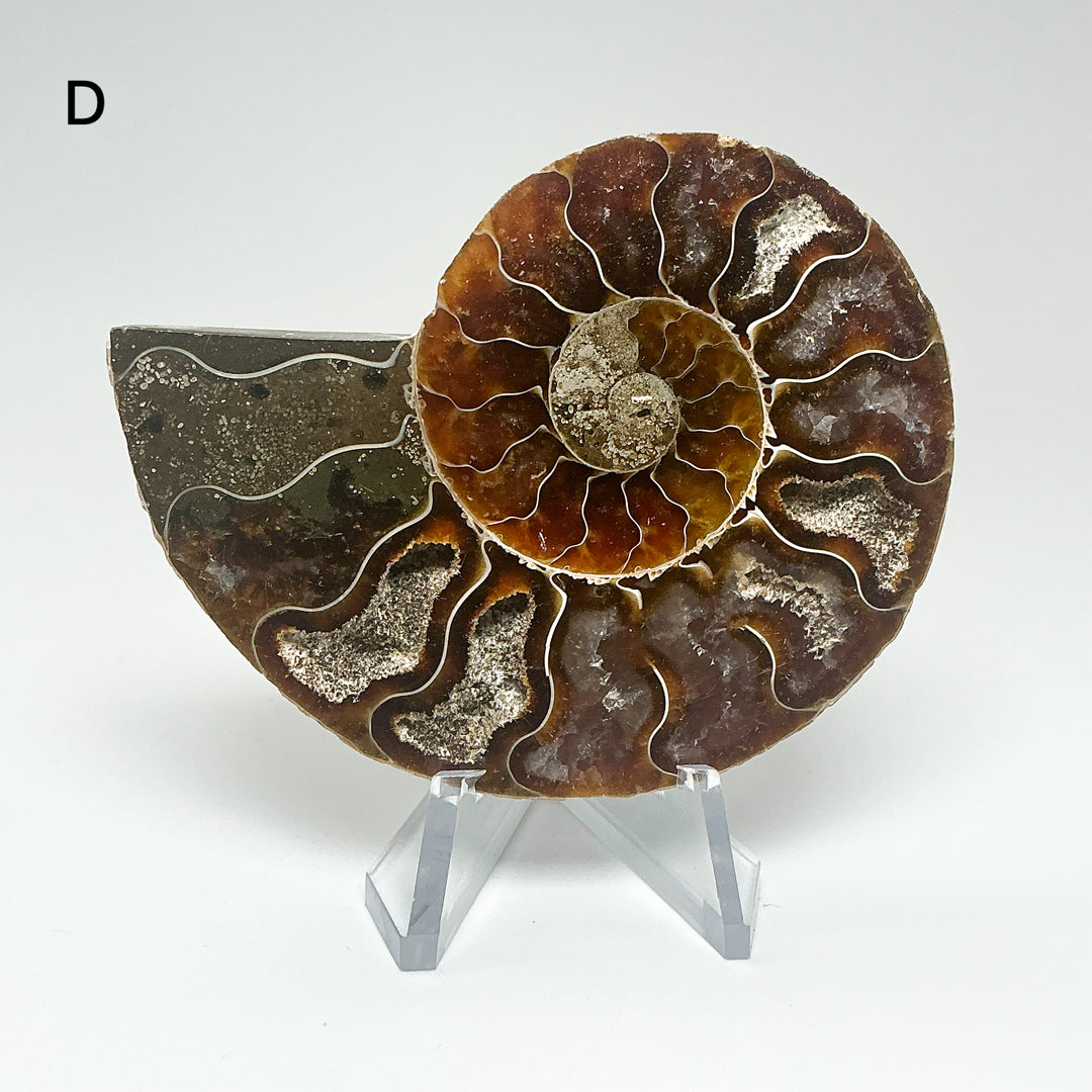 Chambered Ammonite