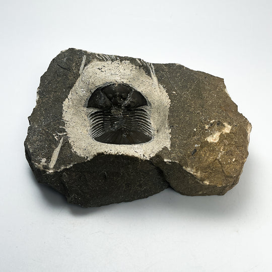 Trilobite Scutellum Fossil