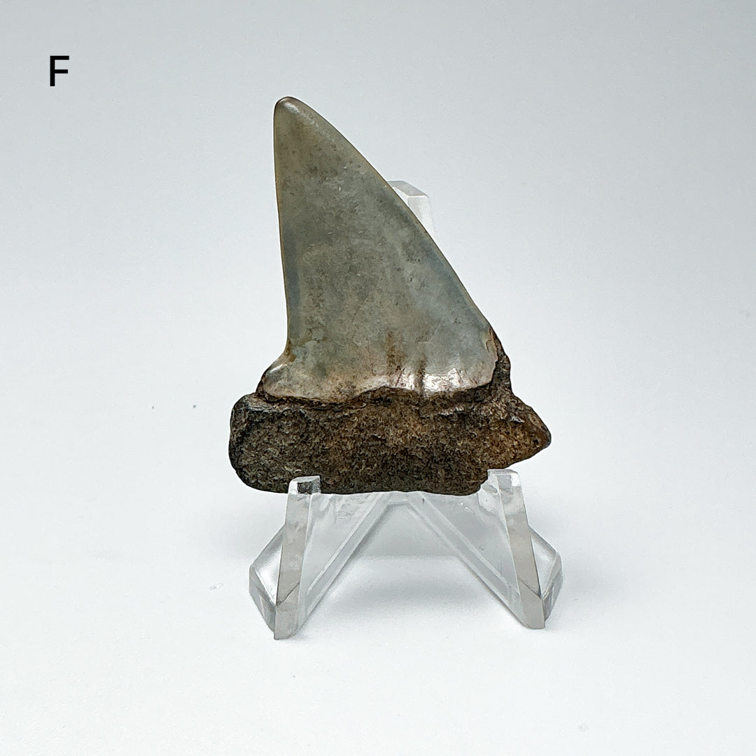 Fossilized Shark Tooth Specimen: Extinct Great White Shark