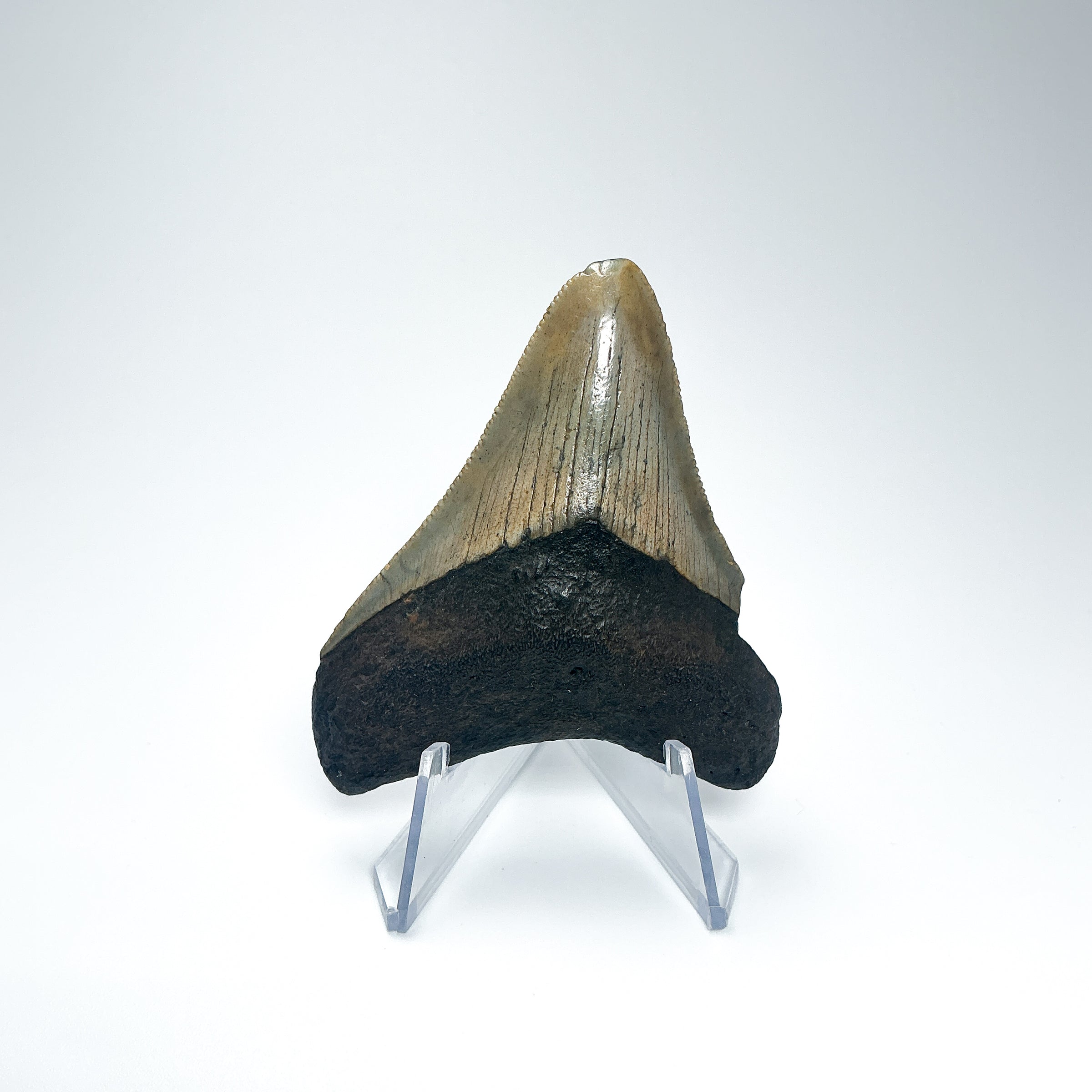 Fossilized Shark Tooth Specimen: Carcharodon Megalodon - Rocks and Gems Canada
