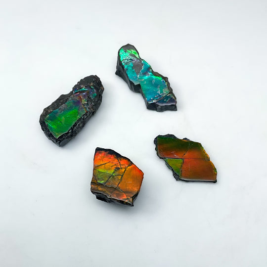 Ammolite Specimen