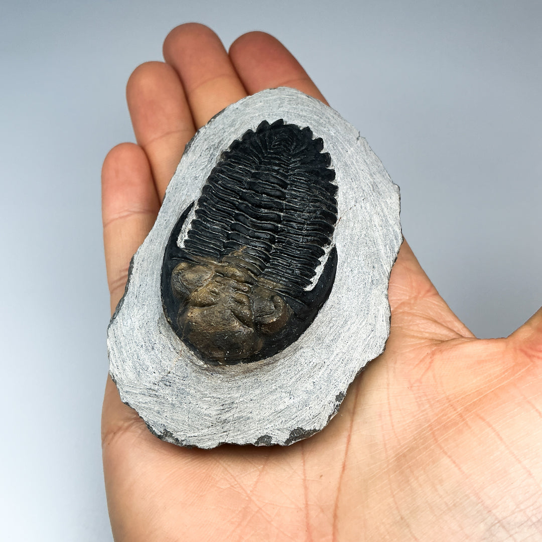 Trilobite Hollardops Fossil
