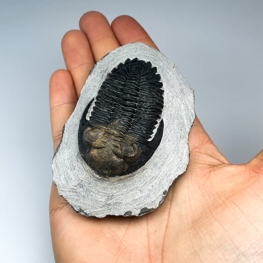 Trilobite Hollardops Fossil