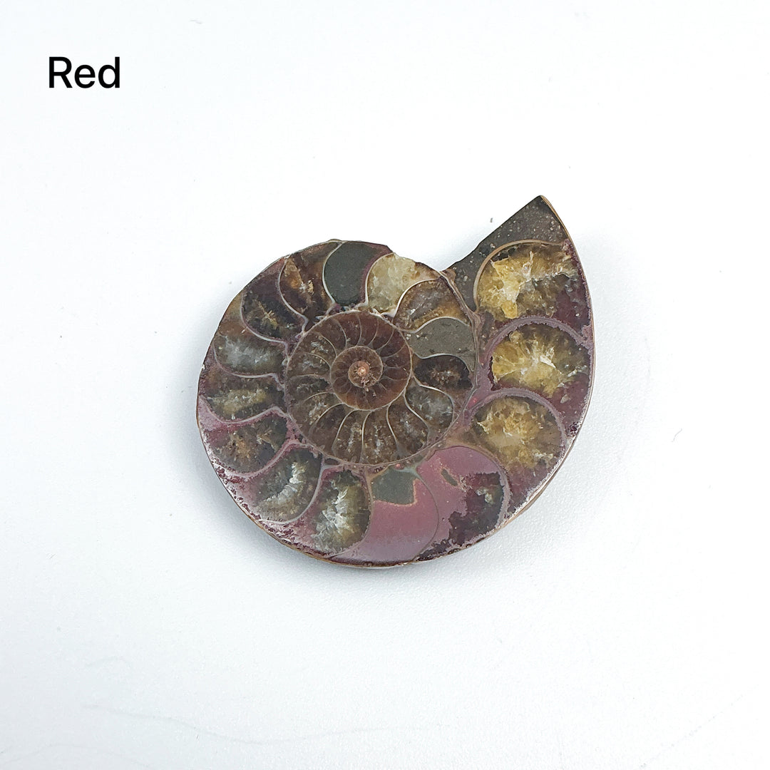 Chambered Ammonite - Rocks and Gems Canada