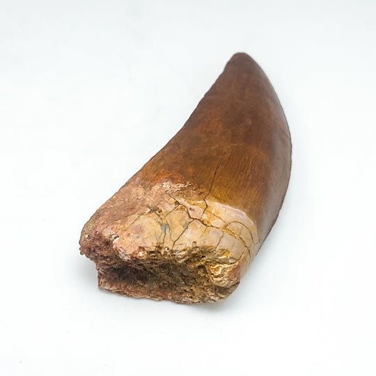 Fossilized Carcharodontosaurus Dinosaur Tooth Specimen