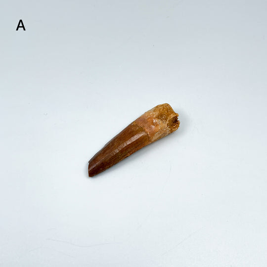 Fossilized Spinosaurus Tooth Specimen