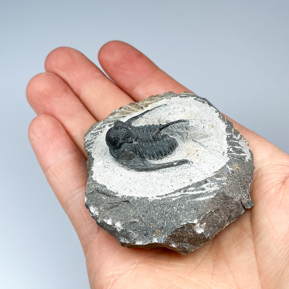 Trilobite Otarion Fossil - Rocks and Gems Canada