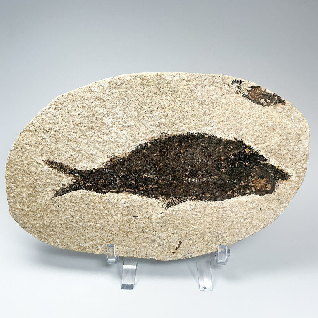Fish Fossil - Rocks and Gems Canada